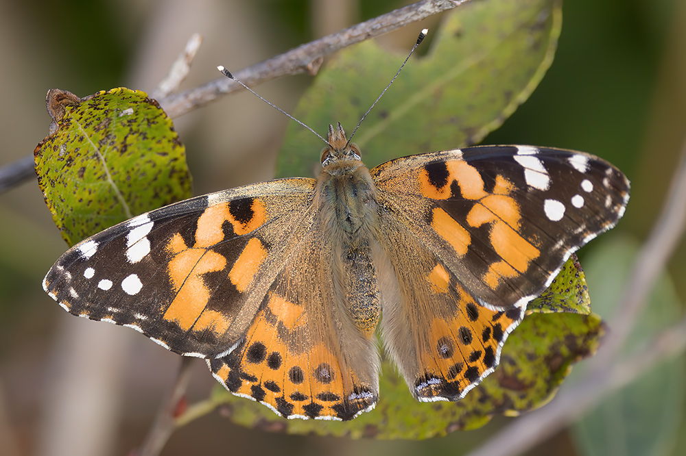 Painted lady